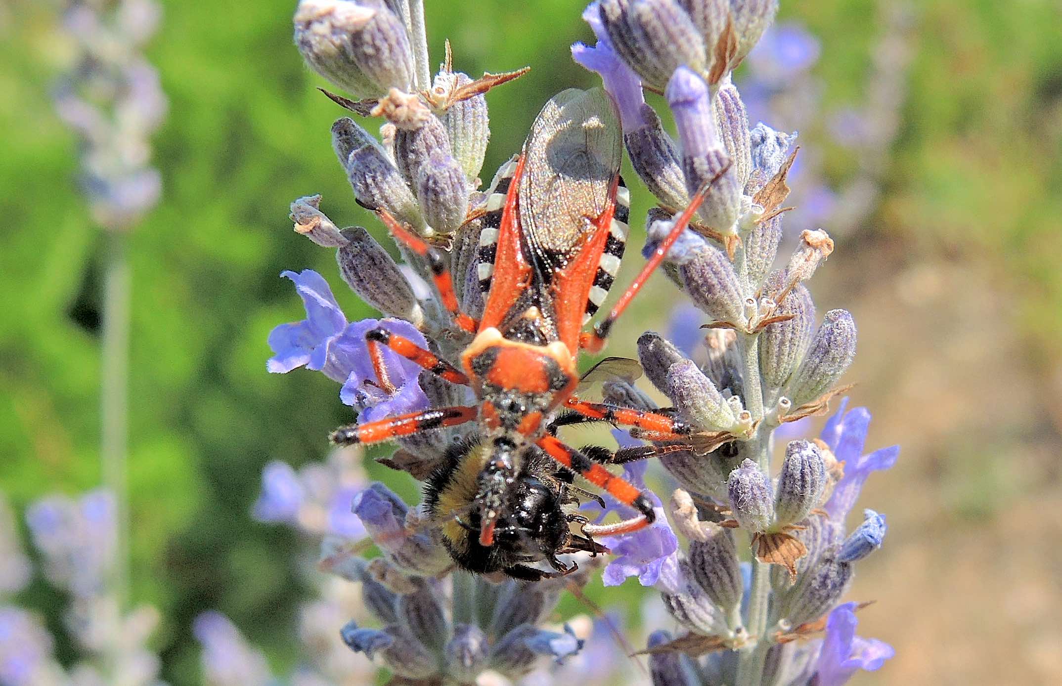 Reduviidae: Rhynocoris punctiventris  - Grecia (Lefkada)